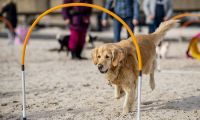 Hunde-Strand-Spiele in der Lübecker Bucht