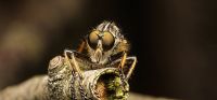 Sonderausstellung „Facettenreiche Insekten. Vielfalt – Gefährdung – Schutz“