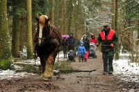 Schleswiger Kaltblüter zeigen ihre Kraft! Holzrücken mit Kaltblutpferden von Gut Kamp im Wildpark Eekholt