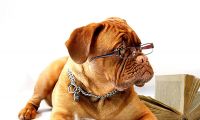 Lesefähigkeit beim „Lesespaß mit Hund“ verbessern