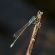Kleine Pechlibelle: Libelle des Jahres 2022 auch in Schleswig-Holstein beheimatet