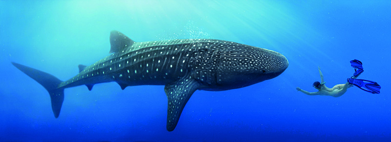 Auch dieses Foto mit einem 15 Meter langen Walhai entstand in Kuba | Bildquelle: https://szeneluebeck.de/kultur-artikel/wim-westfield-in-laboe.html © Wim Westfield | Bilder sind in der Regel urheberrechtlich geschützt